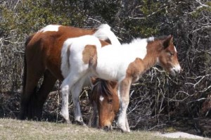 Assateague’s ‘Name That Foal’ Auction Sets Record