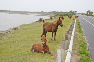NEW FOR TUESDAY: More Than 2.1 Million People Annually Visit Assateague National Seashore