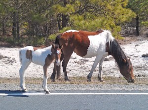 NEW FOR THURSDAY: Assateague Welcomes New Filly