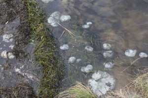 Odd Shoreline Globs Identified As Fig Sponges