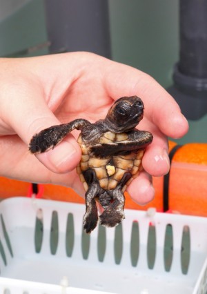 Turtle Hatchling Saved On Island Headed To N.C.