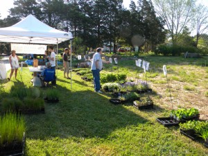 Advance Orders Encouraged For ACT Native Plant Sale