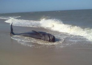 NEW FOR WEDNESDAY: Whale Came Ashore Twice On Assateague, Then Again On Jersey Beach