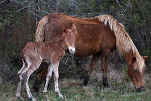 First Of Three Foals Expected This Year Born Last Weekend