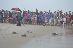 Dozen Turtles Released On Assateague Island