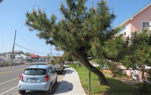 Council Denies Appeal To Save Downtown Tree Over Liability Issue