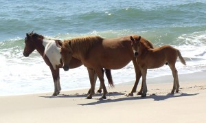 NEW FOR THURSDAY: Assateague Welcomes New Foal, Expects Another Soon