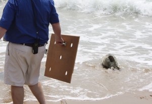 NEW FOR WEDNESDAY: Juvenile Seal Returns To Ocean After Completing Rehab