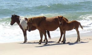 Assateague Welcomes New Foal, Expects Another Soon