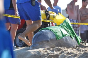 Virus Likely To Blame For Massive Dolphin Deaths On Coast; Dead Dolphin Found Today On 49th Street; Sick Dolphin Beached Itself Yesterday